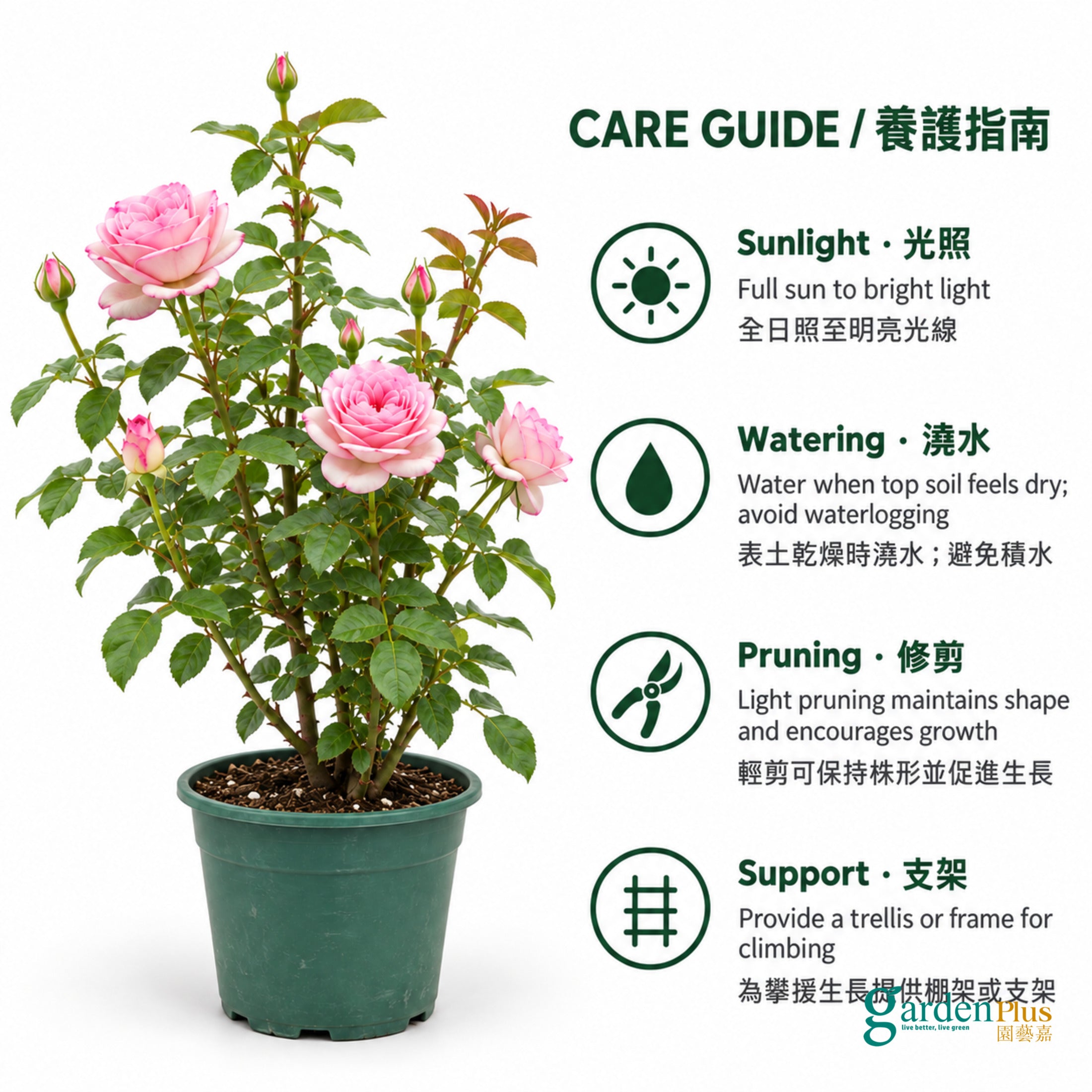05-care-web