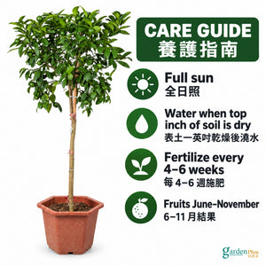 05-care-web