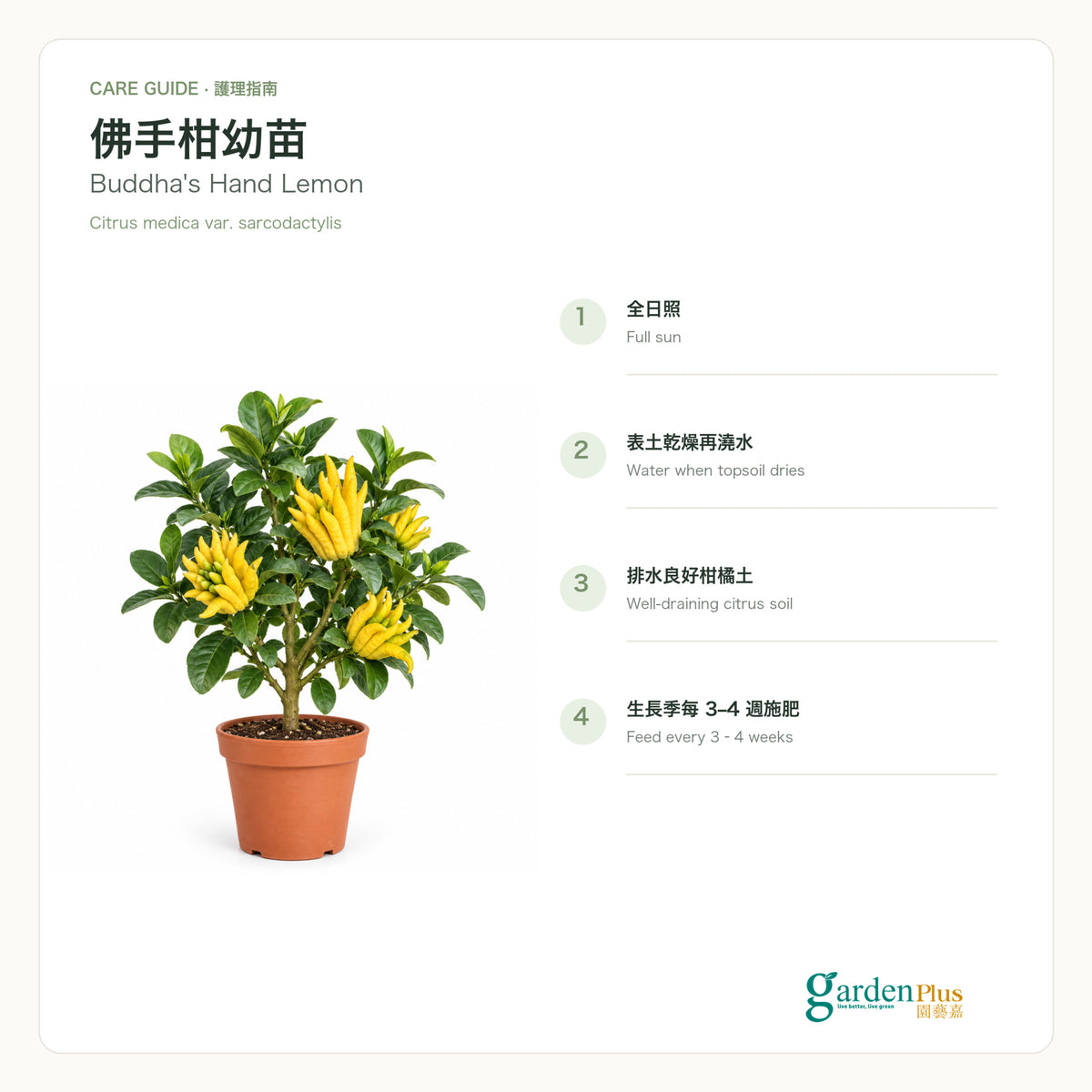 Garden Plus Buddha's Hand Lemon — care card — 2026-09-08