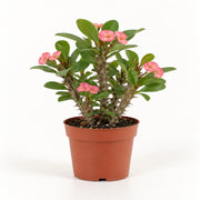 05-large-flowered-pink