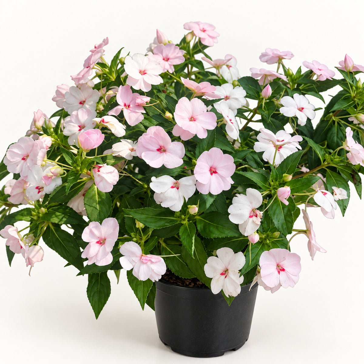 05-light-pink-white