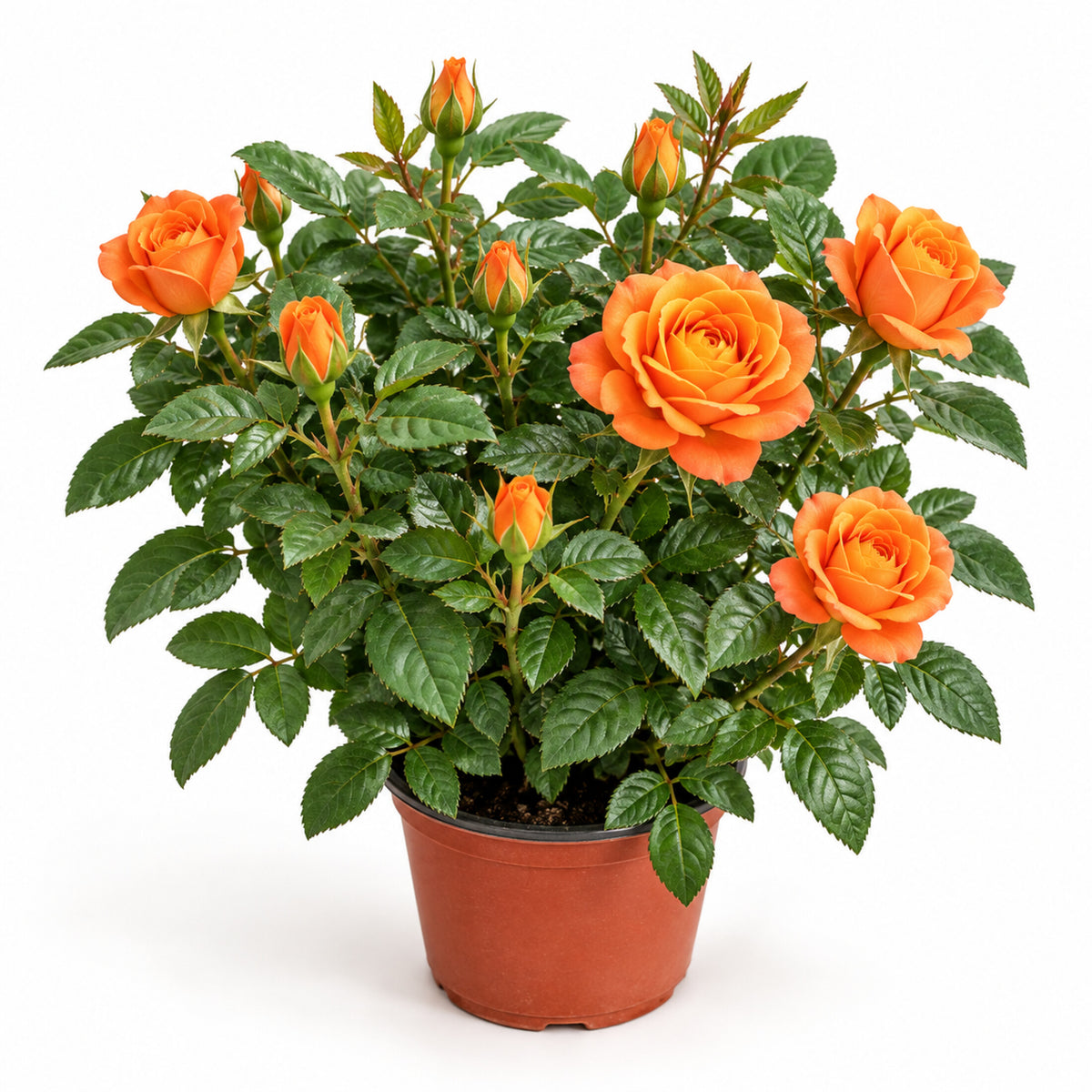 05-orange