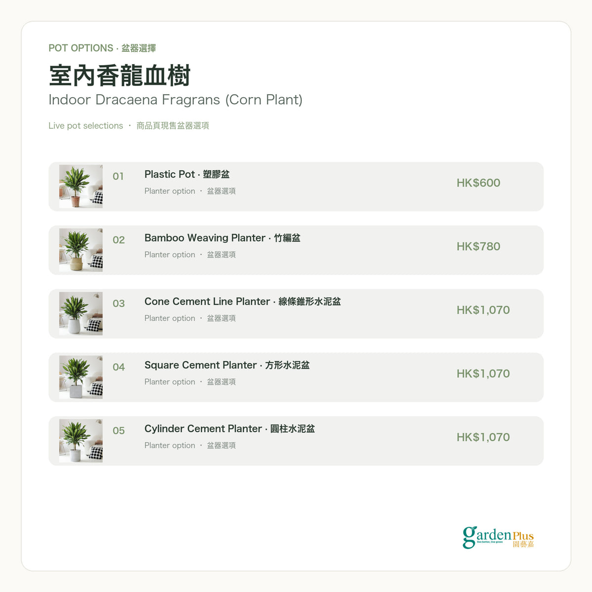 Garden Plus Indoor Dracaena Fragrans — pot options card — 2026-09-08
