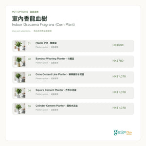 Garden Plus Indoor Dracaena Fragrans — pot options card — 2026-09-08