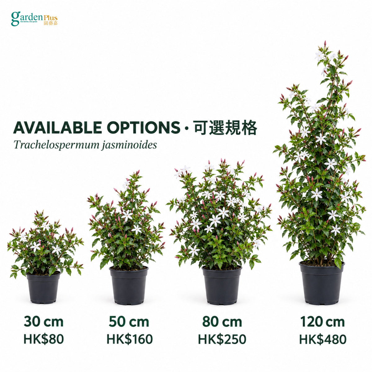 Star Jasmine