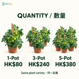 05-pots-web