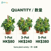 05-pots-web