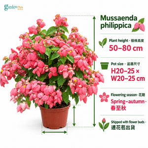 05-size