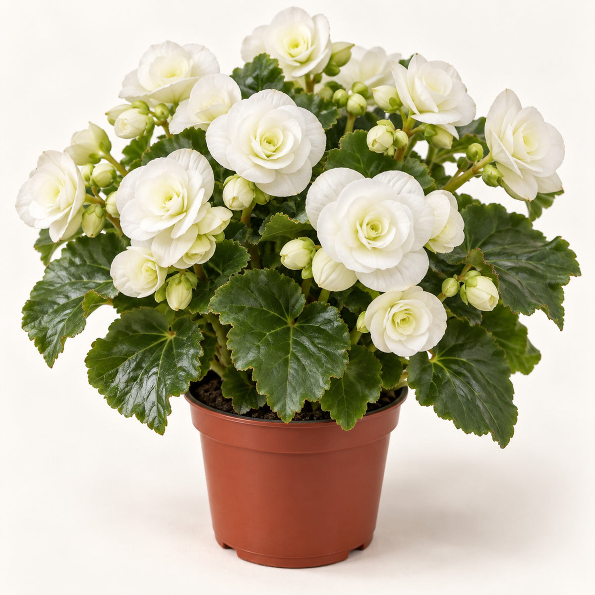05-white