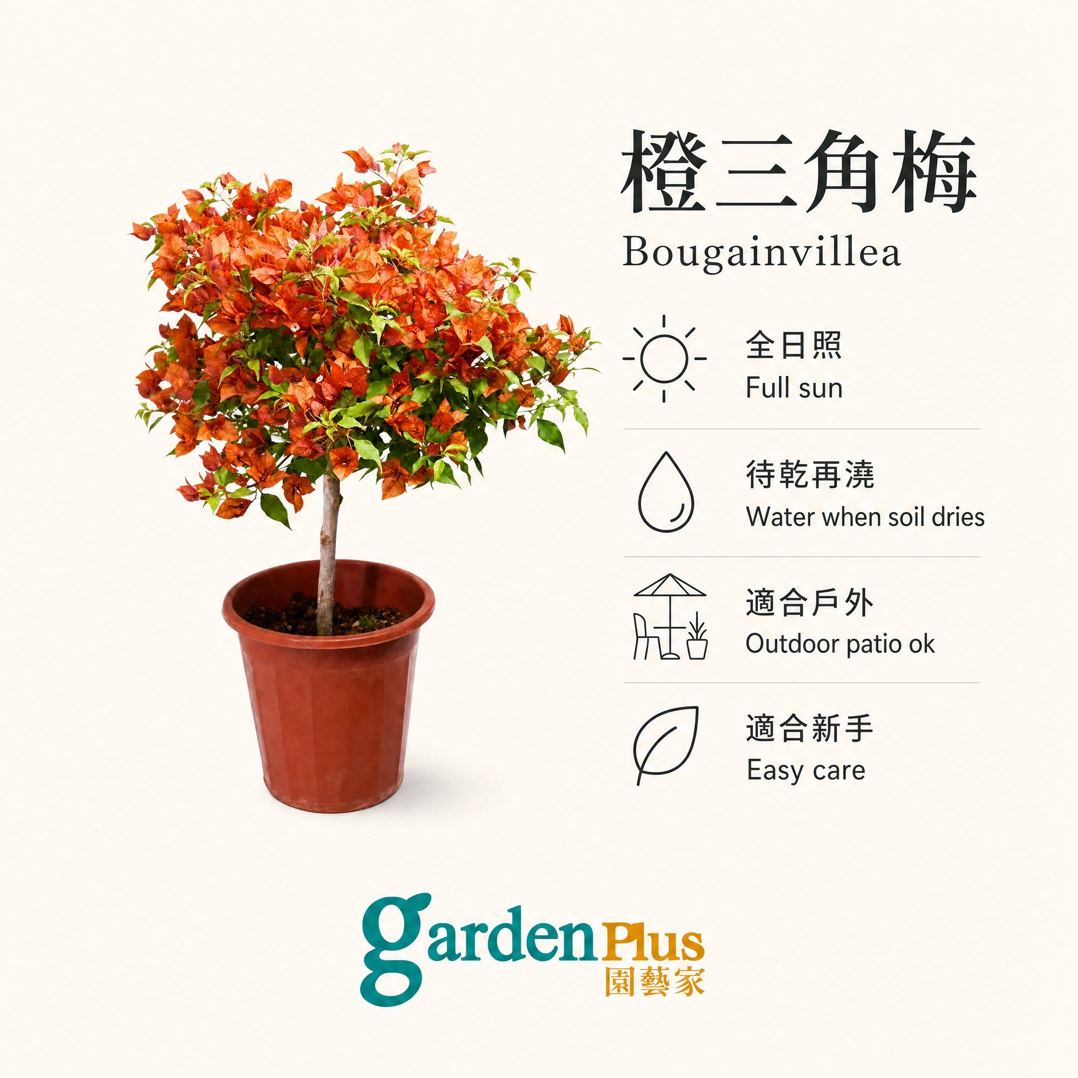 Orange Bougainvillea / 橙三角梅 — care guide