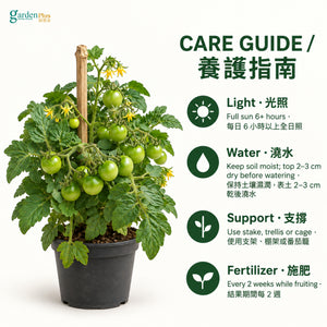 06-care-web