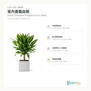Garden Plus Indoor Dracaena Fragrans — care card — 2026-09-08