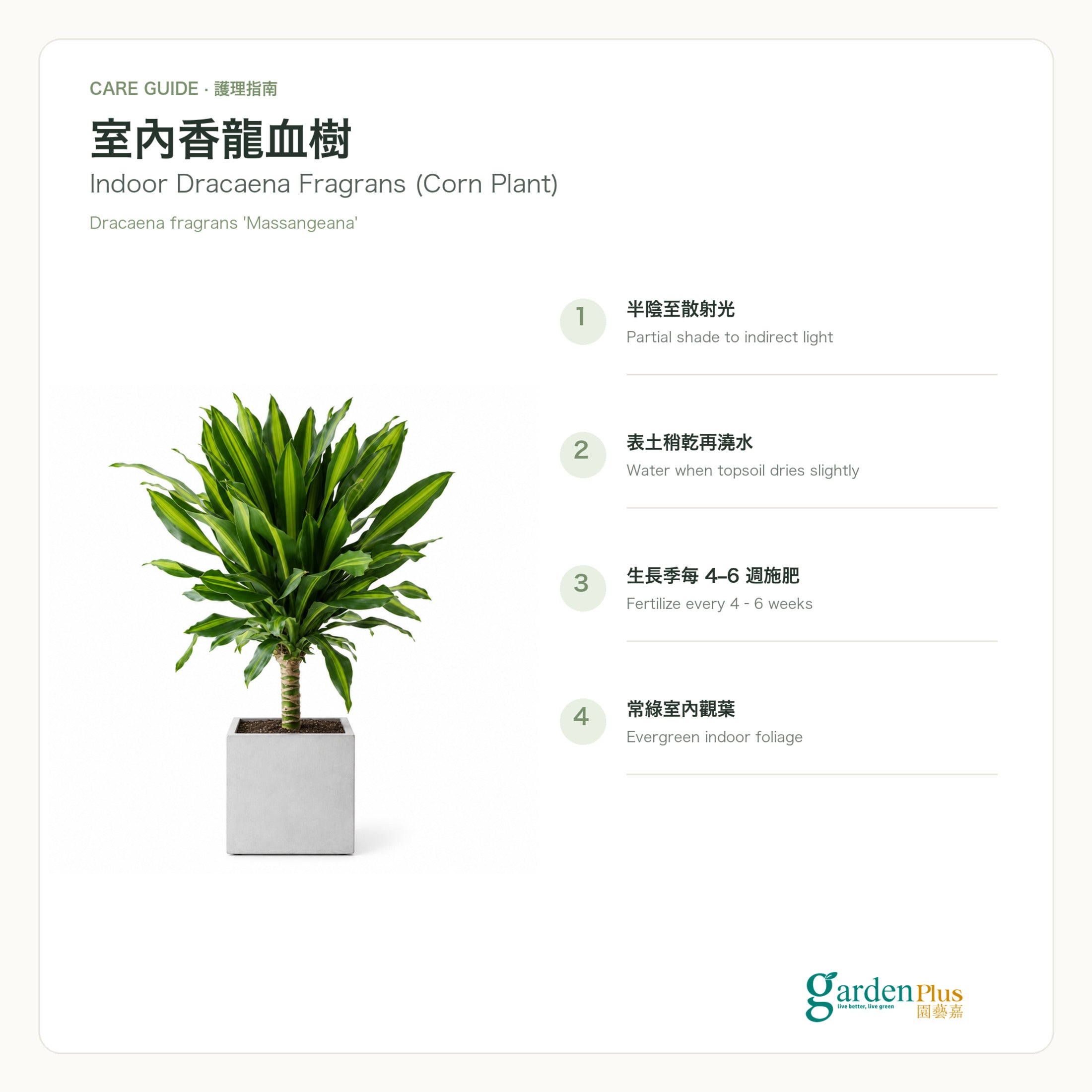 Garden Plus Indoor Dracaena Fragrans — care card — 2026-09-08