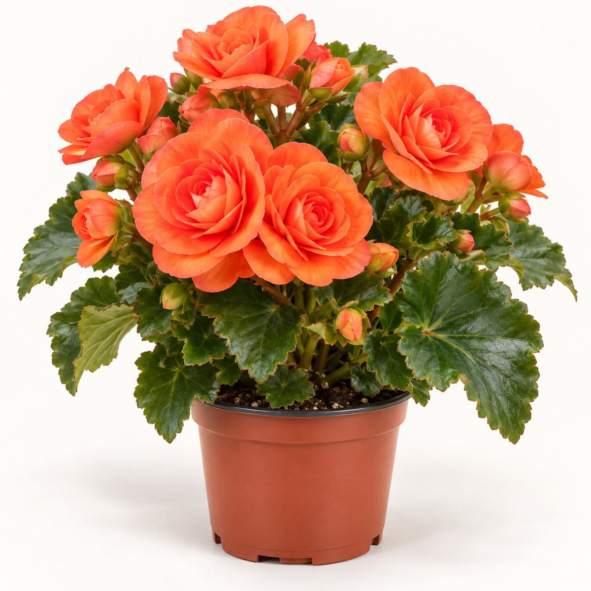06-orange