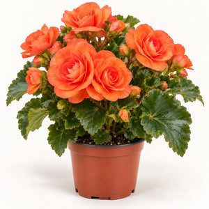 06-orange