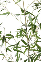 Phyllostachys aurea (Golden Bamboo)