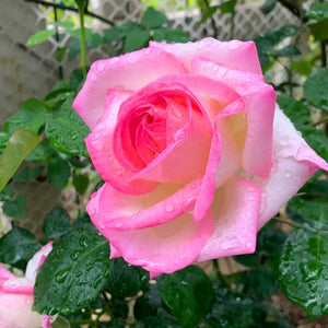 07-color-pink