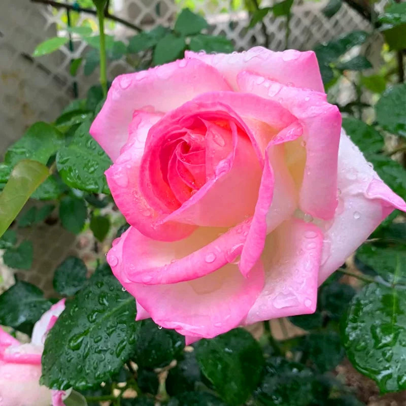 07-color-pink
