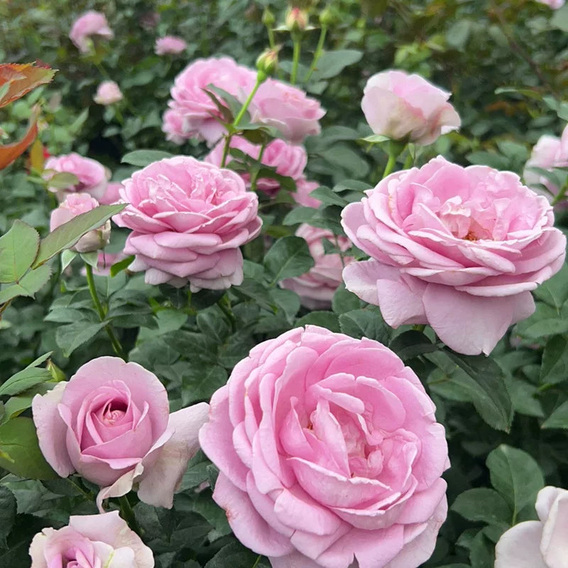 08-color-light-pink