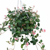 Tricolor Jasmine