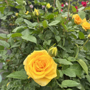 09-color-yellow