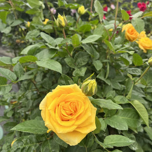 09-color-yellow