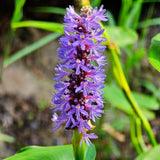 Pontederia Cordata