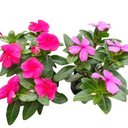 長春花／日日春（Catharanthus roseus）