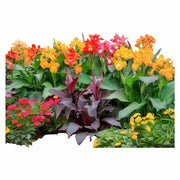 美人蕉『Warscewiczii』（Canna）