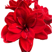 朱頂紅（Hippeastrum rutilum）