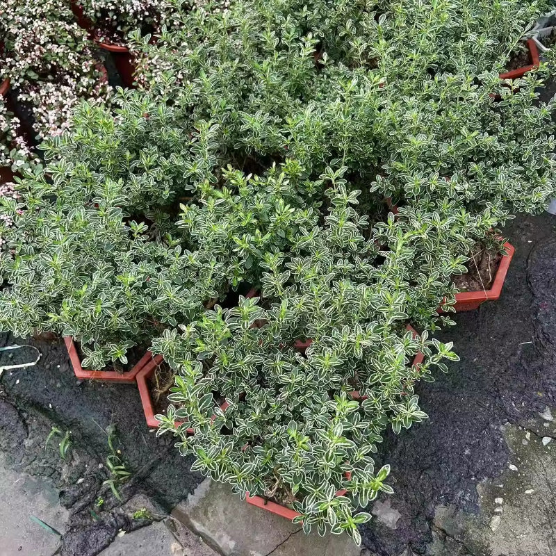 Buy Serissa Japonica Variegata - Elegant Indoor/Outdoor Shrub