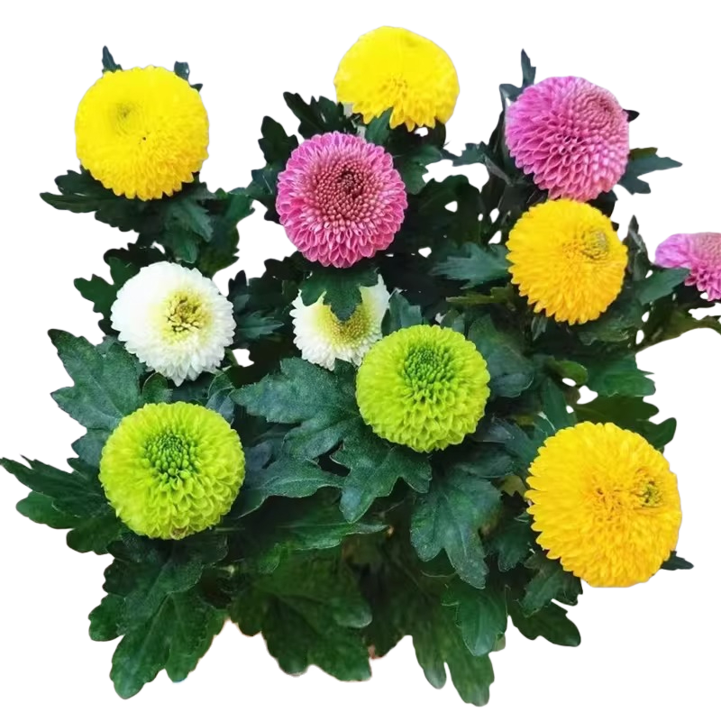 乒乓菊（Chrysanthemum morifolium）