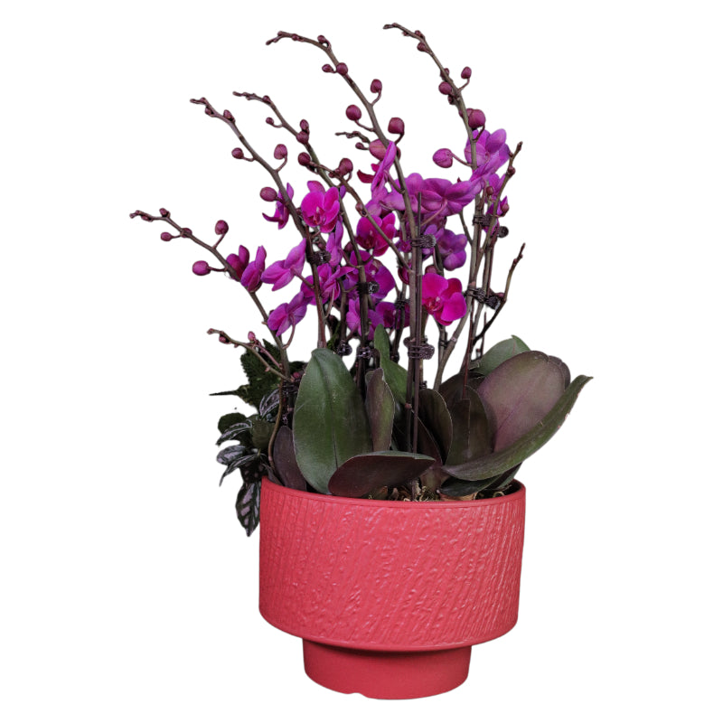 Red Phalaenopsis Orchid Arrangement - Fire Love