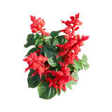 Salvia Splendens(Scarlet Sage)