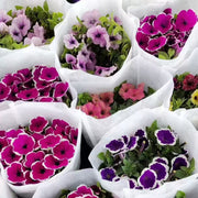 Petunia