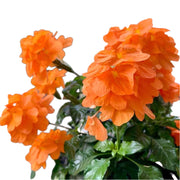 十字花／黃蝦花（Crossandra）