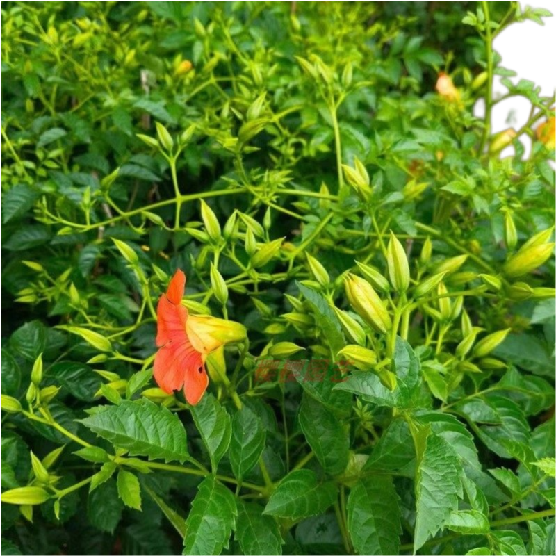 凌霄花（Campsis grandiflora）