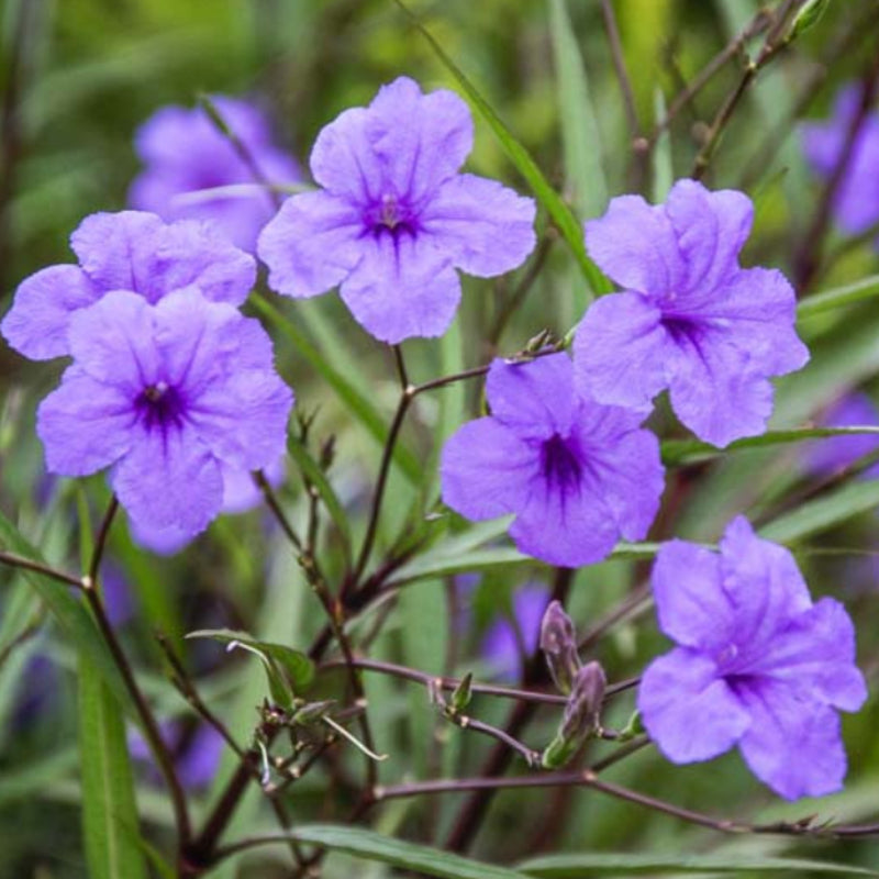 Ruellia Brittoniana 'Leonard'