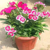 Dianthus
