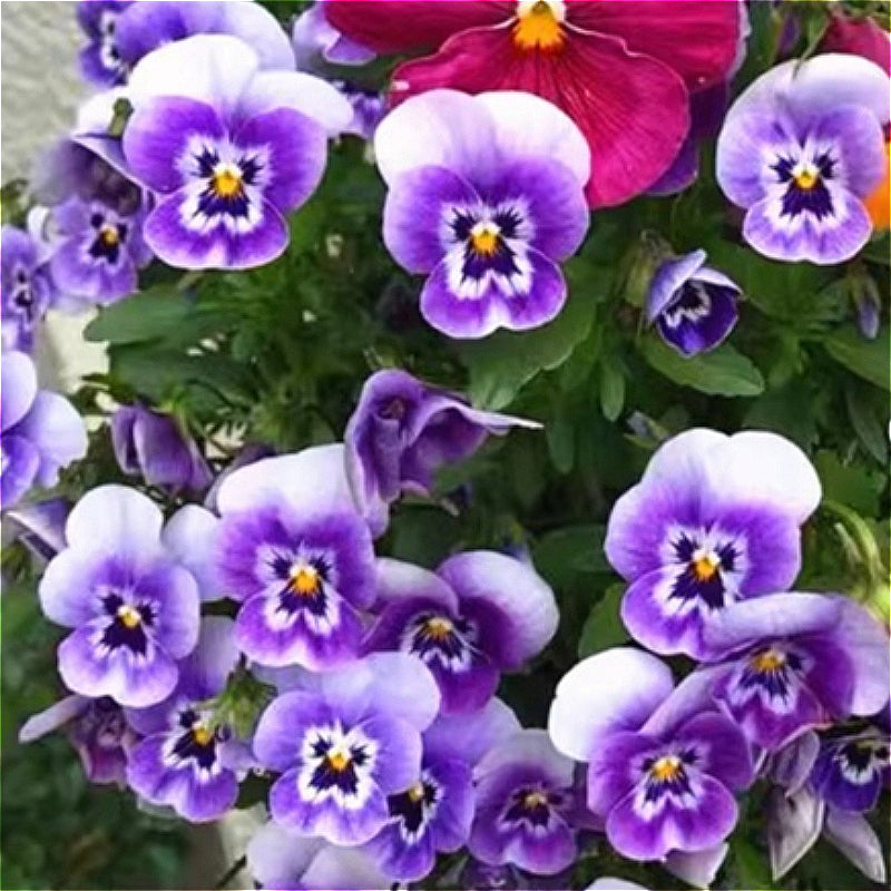 Pansy