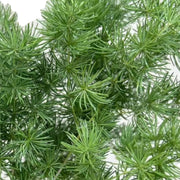 明蕨（Asparagus retrofractus）