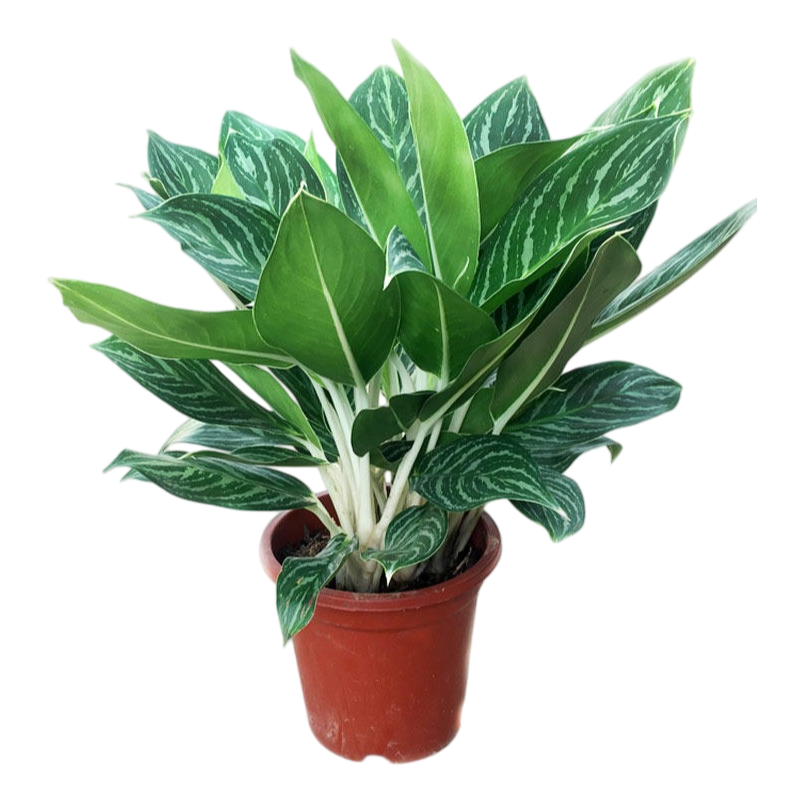aglaonema commutatum indoors White Rajah Indoor Plant - Aglaonema Care