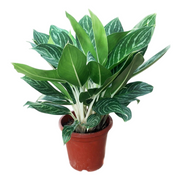 粗肋草『White Rajah』（Aglaonema commutatum）