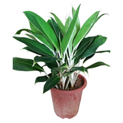 粗肋草『White Rajah』（Aglaonema commutatum）