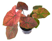 花葉芋／彩葉芋（Caladium bicolor）