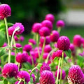 Globe Amaranth Plant Care Guide: Gomphrena globosa Tips