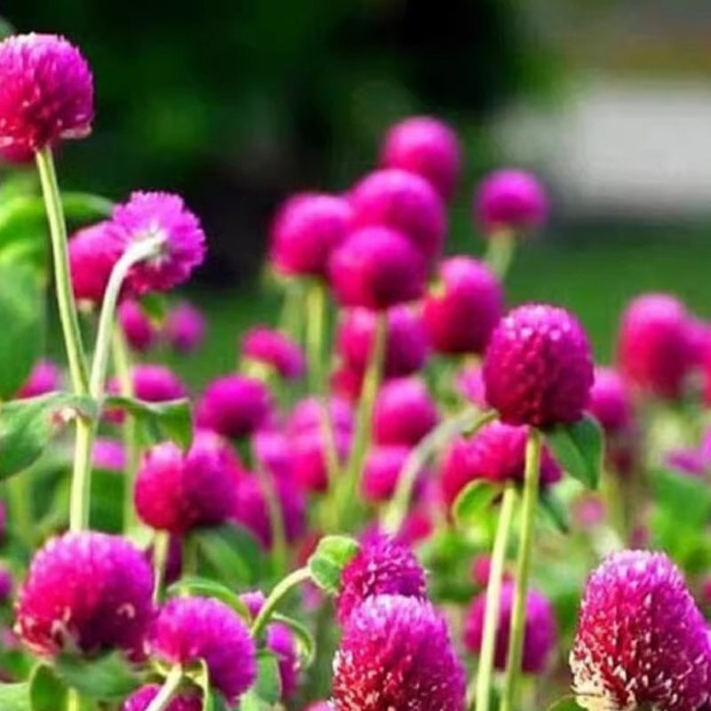 Globe Amaranth Plant Care Guide: Gomphrena globosa Tips