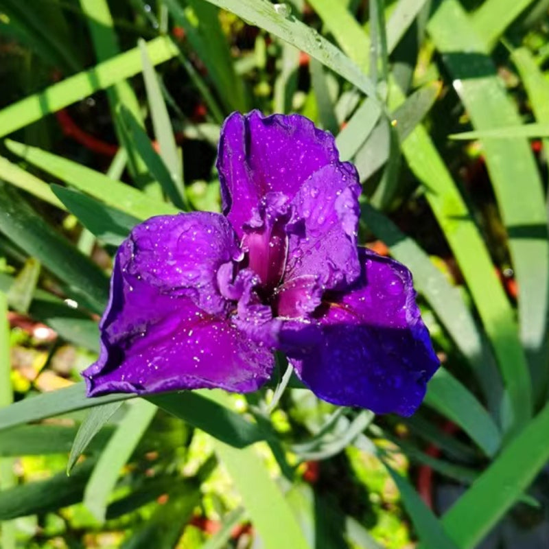 Iris