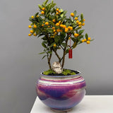 Fortunella spp.(kumquat bonsai)