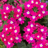 Glandularia × Hybrida